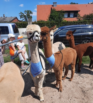 Alpakas stehen mit einer Leine zur Alpaka Wanderung für Kinder bereit