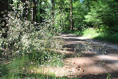 Ein kleines mit Bruchstein gemauertes Häuschen im Wald