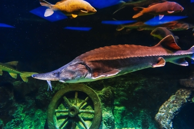 Im Vordergrund schwimmt ein Stör durch die Unterwasserwelt. Im Hintergrund liegt ein altes Wagenrad auf Gestein.