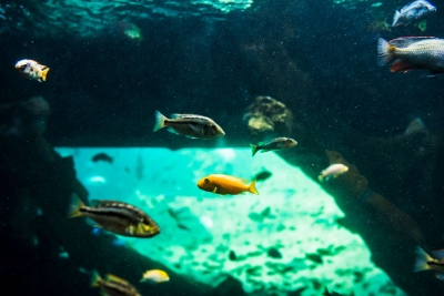 Mehrere kleine Fische schwimmen durch Unterwasserwelt.