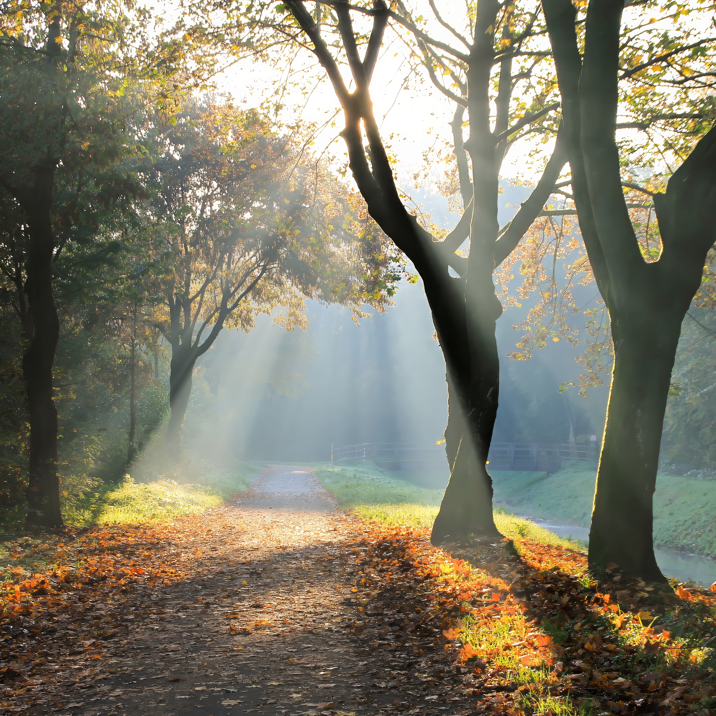 Die Ibbenbürener Aa im Nebel