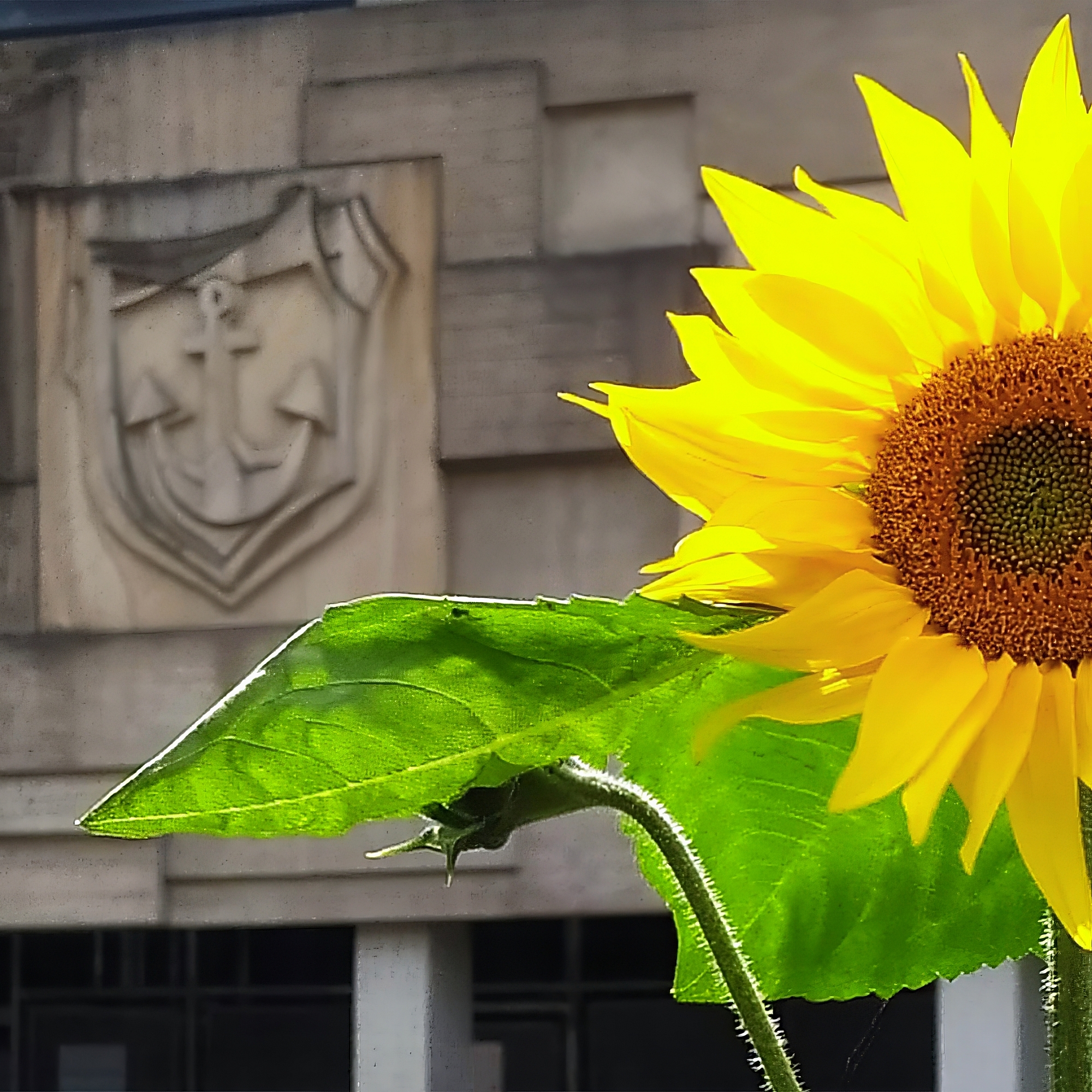 Sonneblume vor der alten Fassade des Rathauses